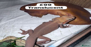 Bearded Dragon reptiles - Advert 9