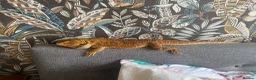 Bearded Dragon reptiles for sale: 5 year old male bearded dragon incl. viv - Advert 5