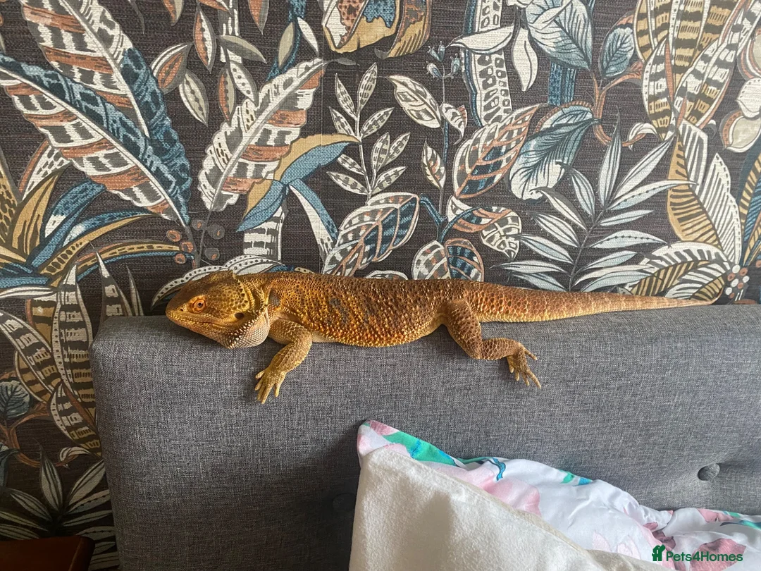 Bearded Dragon reptiles for sale: 5 year old male bearded dragon incl. viv - Advert 5