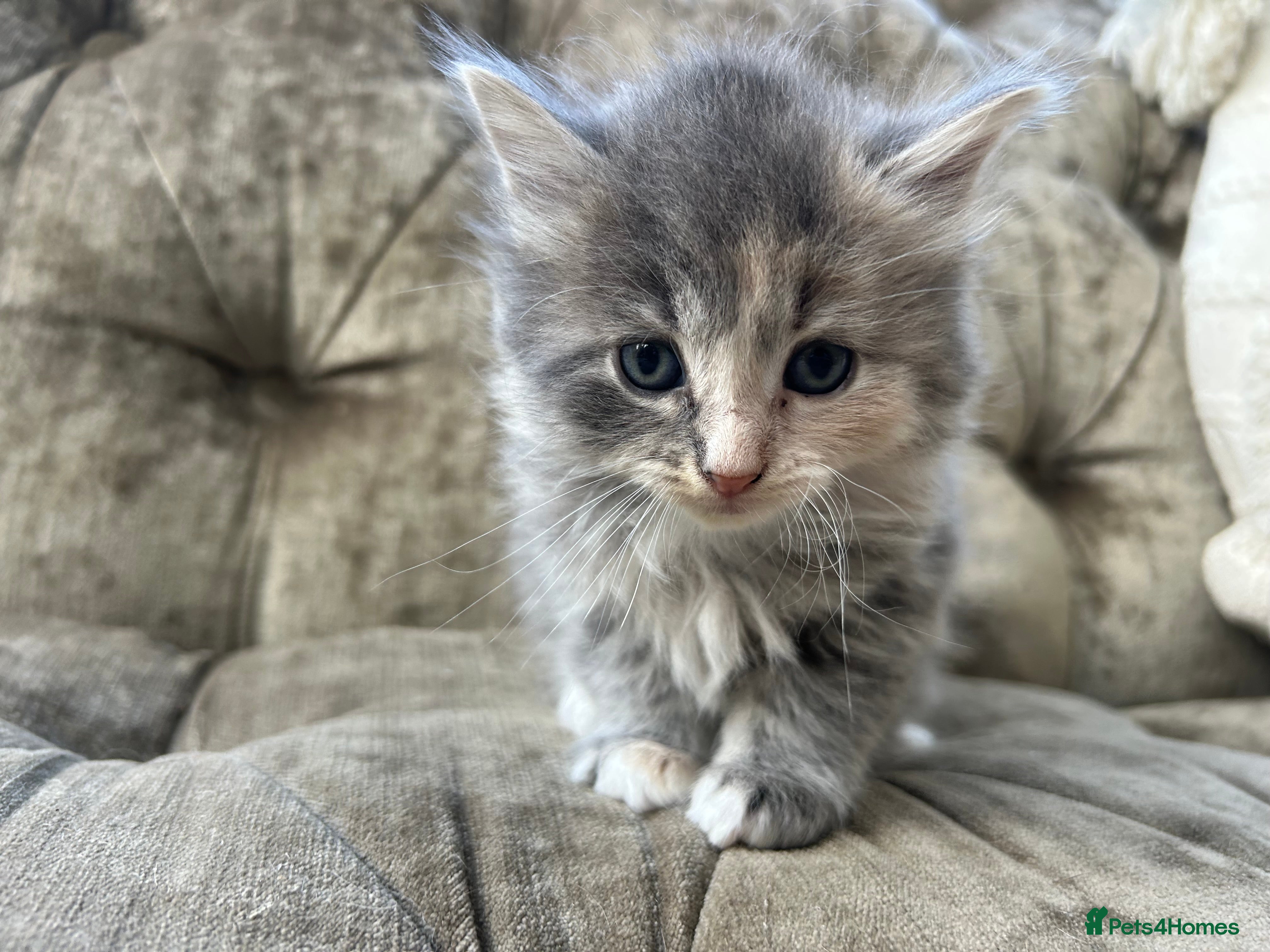Mixed Breed cats Two mixed litters for sale - Advert 14