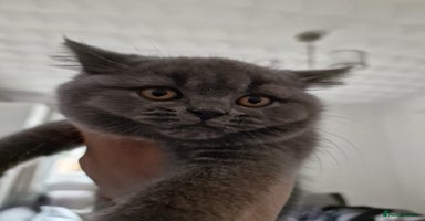 British Shorthair cats - Advert 11
