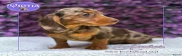 Miniature Dachshund dogs for sale: READY NOW Beautiful Mini Dachshund Puppies ⭐ - Advert 2
