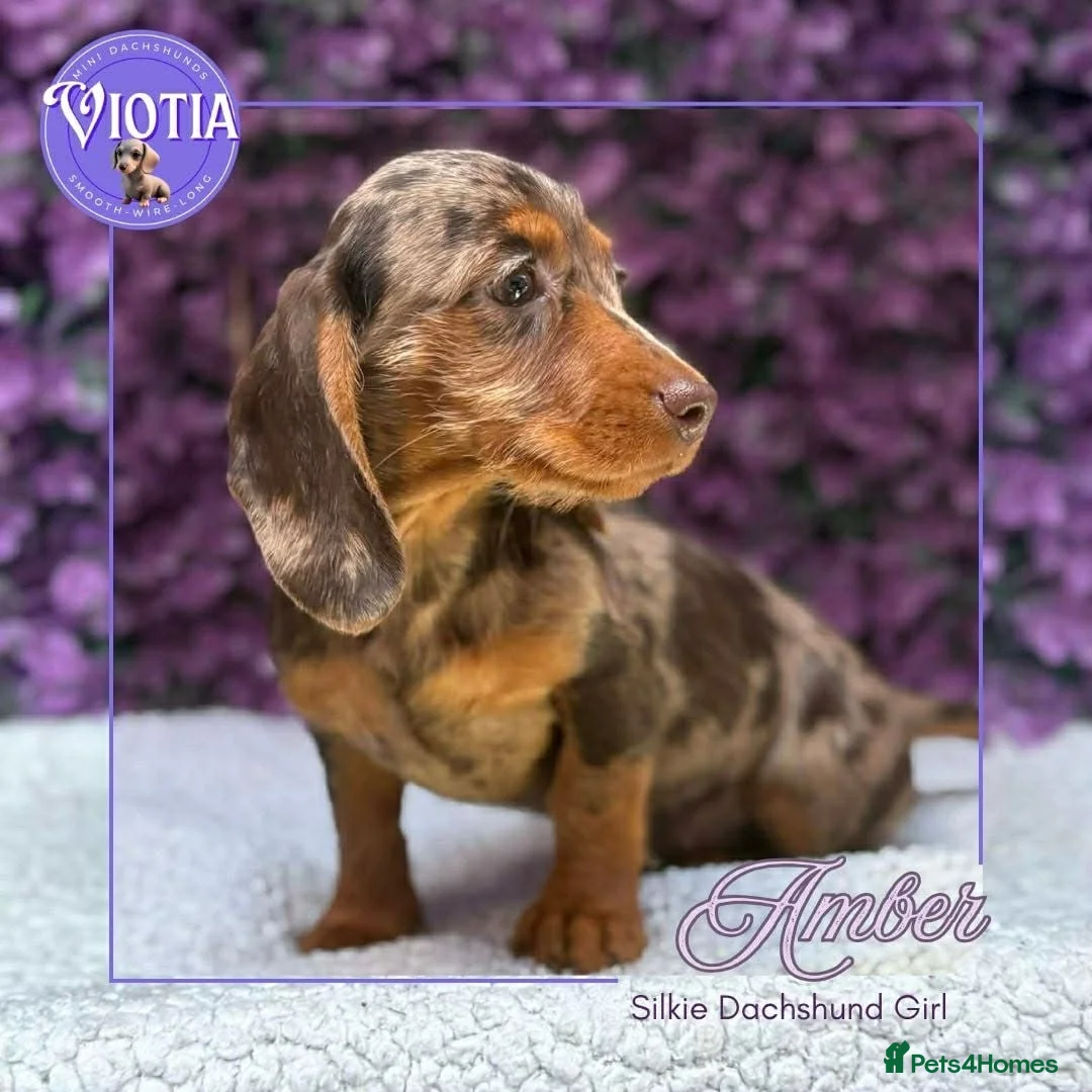 Miniature Dachshund dogs for sale: READY NOW Beautiful Mini Dachshund Puppies ⭐ - Advert 2