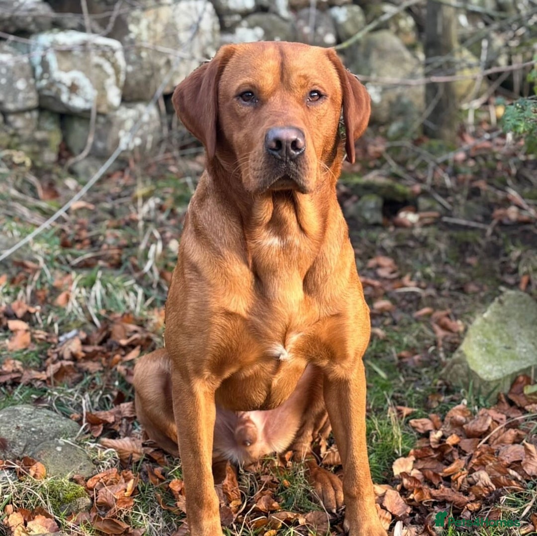 Labrador Retriever dogs for sale: Exceptional KC litter Fox Red Labradors  - Advert 6
