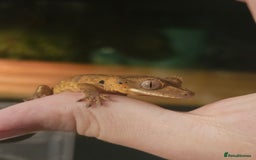 Gecko reptiles for sale: Tiger bridle dalmatian crested gecko - Image 5