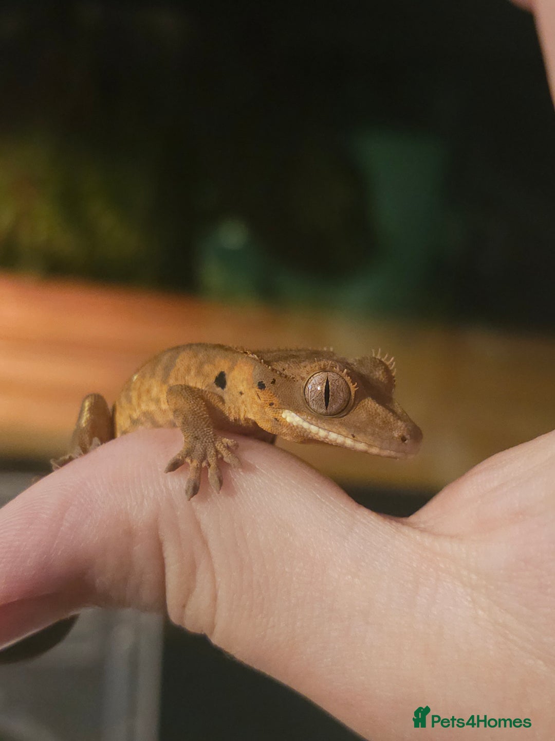 Gecko reptiles for sale: Tiger bridle dalmatian crested gecko - Image 5