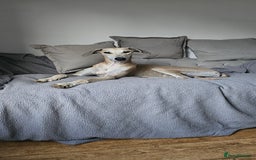 Greyhound dogs for sale: Greyhound  - Image 4