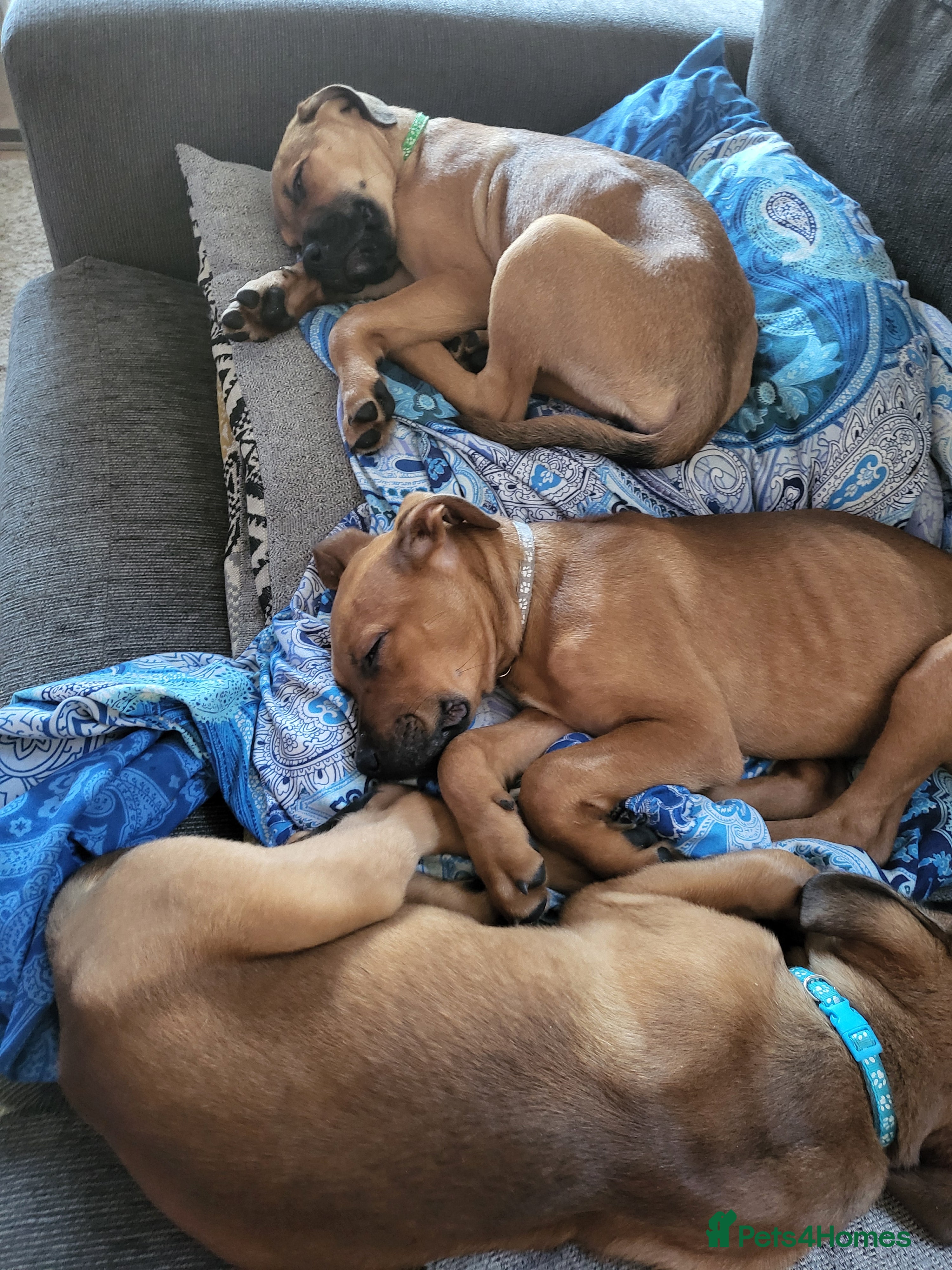 Mixed Breed dogs Beautiful Ridgeback staffy x Rottweiler puppies. - Advert 1