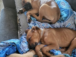 Mixed Breed dogs Beautiful Ridgeback staffy x Rottweiler puppies. - Advert 1