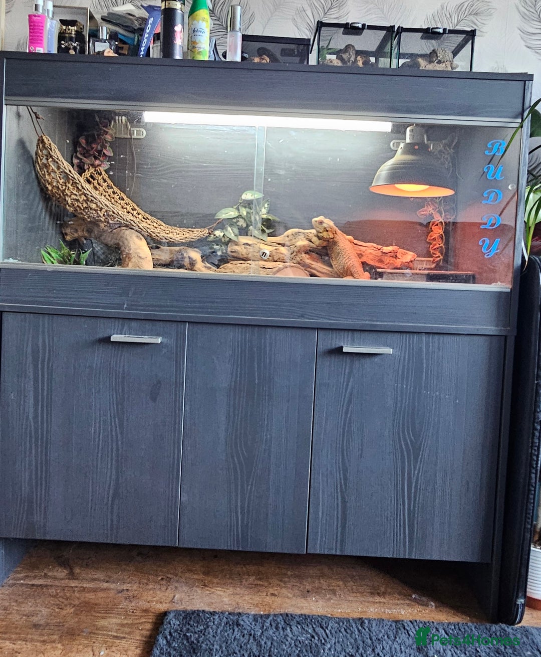 Bearded Dragon reptiles for sale: 4/5 year old citrus bearded dragon full set up  - Advert 1