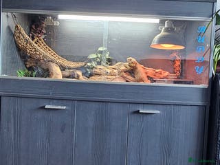 Bearded Dragon reptiles 4/5 year old citrus bearded dragon full set up - Advert 5