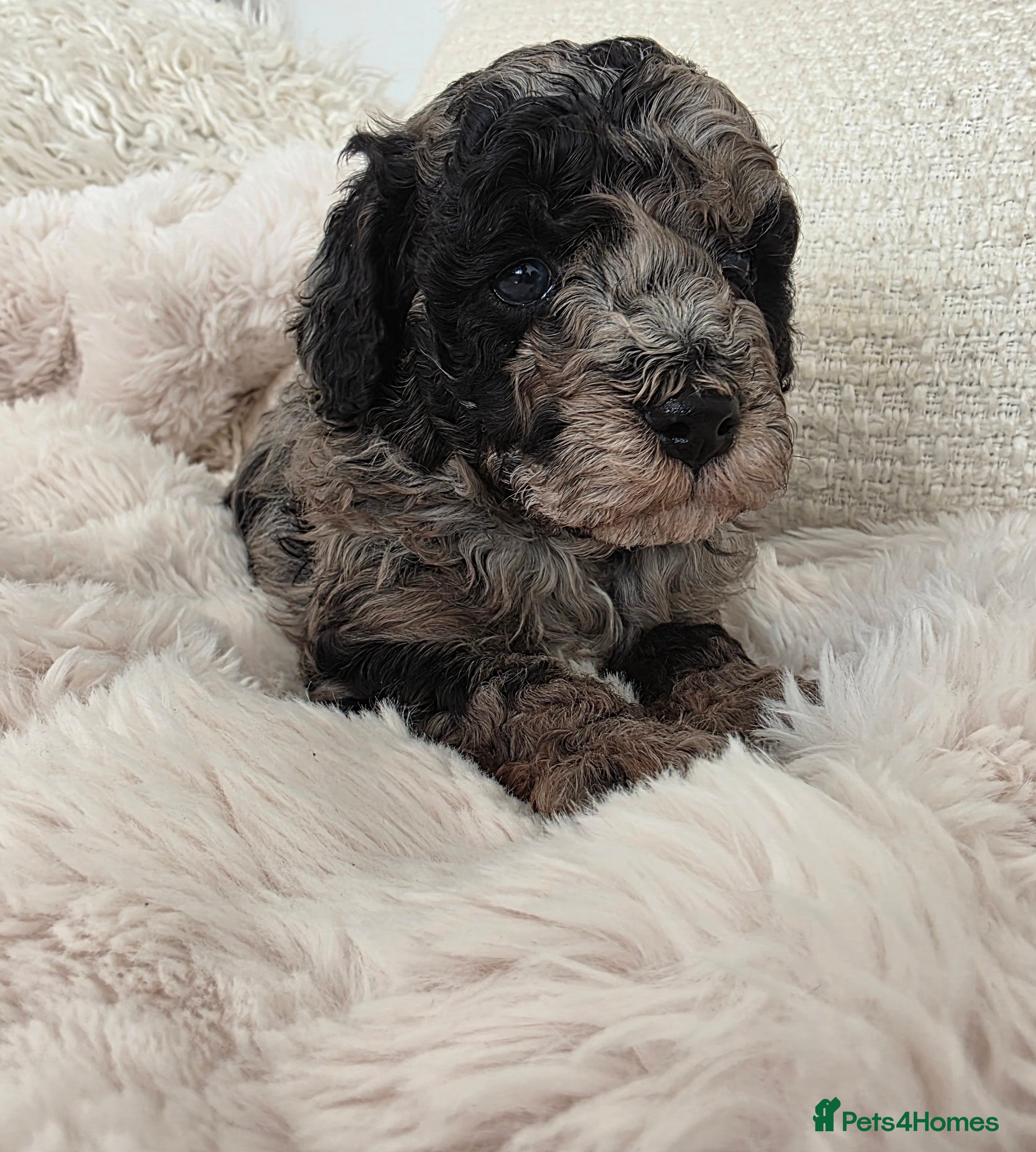 Cavapoo dogs Beautiful f1b cavapoo boys - Advert 7