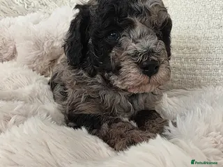 Cavapoo dogs Beautiful f1b cavapoo boys - Advert 7