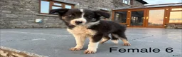Border Collie dogs for sale: Beautiful Welsh Border Collie Puppies in Brecon - Advert 6