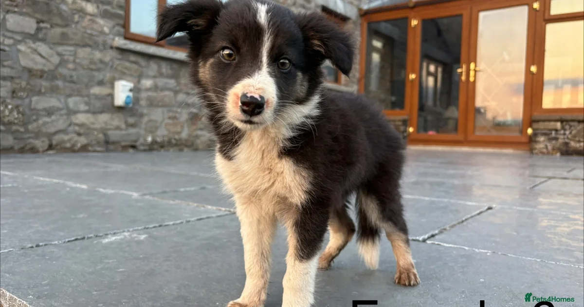Border Collie Puppies For Sale Pets4Homes border-collie-puppies-for-sale-pets4homes