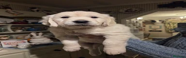 Golden Retriever Puppy 2