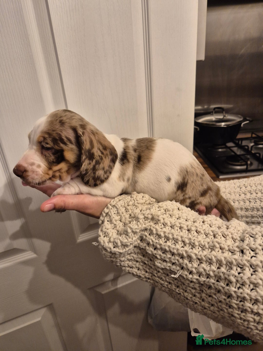Miniature Dachshund dogs for sale: miniature daschund from £1200 - £1000 - Image 7