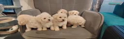 Poochon dogs for sale: Miniature poochon  - Advert 8