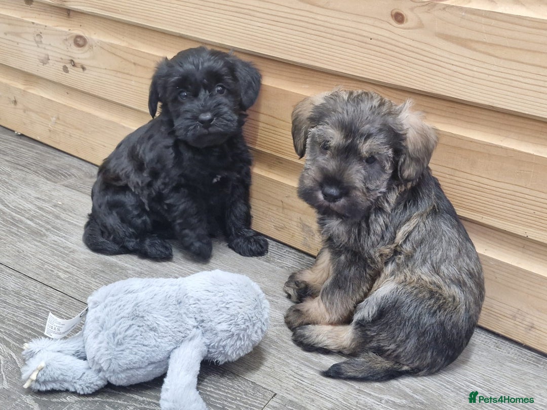 Schnoodle dogs for sale: F1 schnoodle puppies  - Advert 4