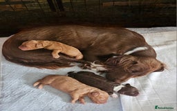 Mixed Breed dogs for sale: Cockerpoo puppys mini - Image 9