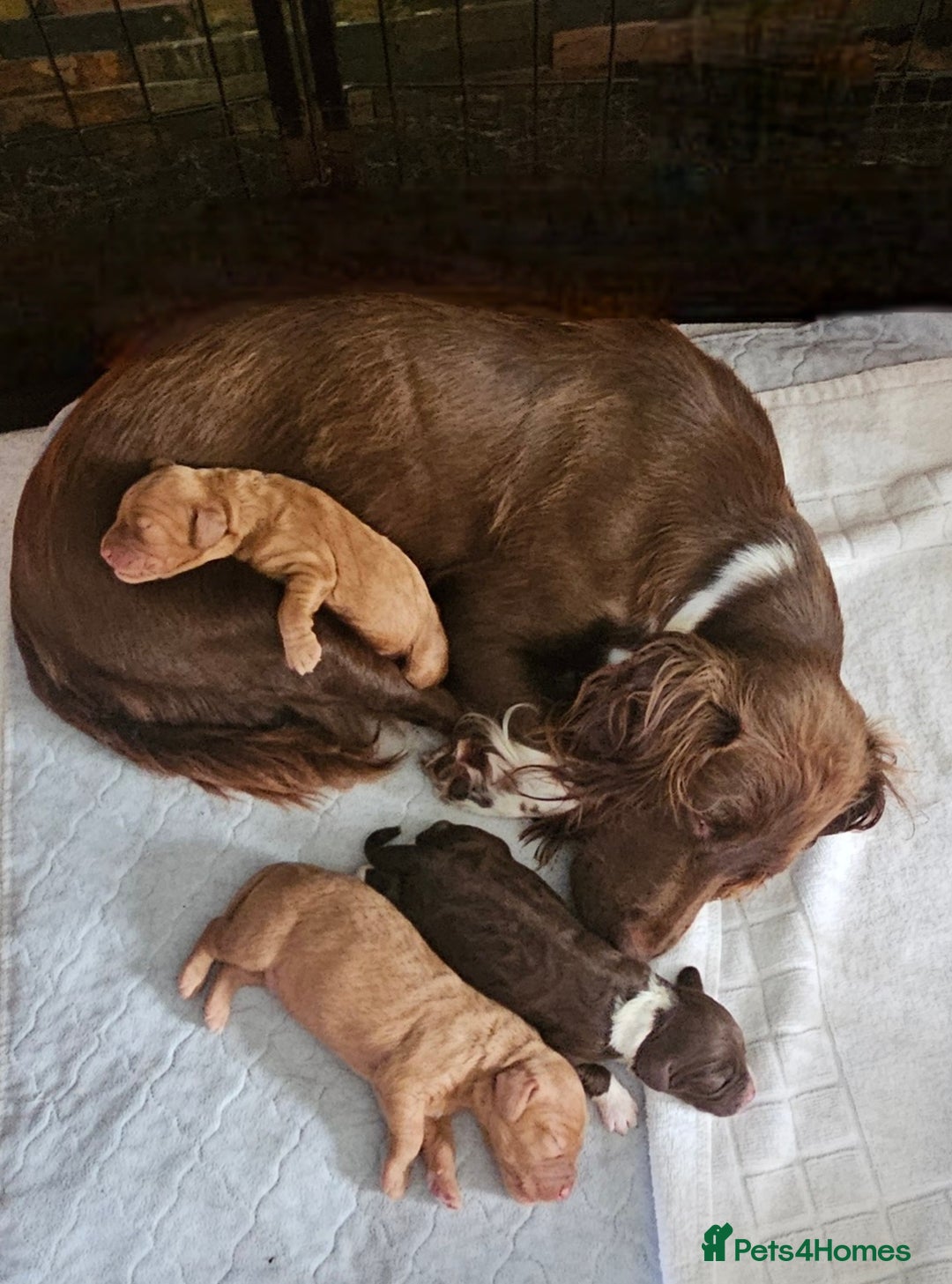 Mixed Breed dogs for sale: Cockerpoo puppys mini - Image 9