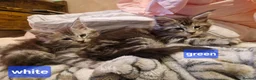 Maine Coon cats for sale: Sweet Maine coon - Advert 14