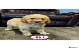 Cavapoo dogs for sale: Adorable Cavapoos ready for their new families 🐾 - Image 10