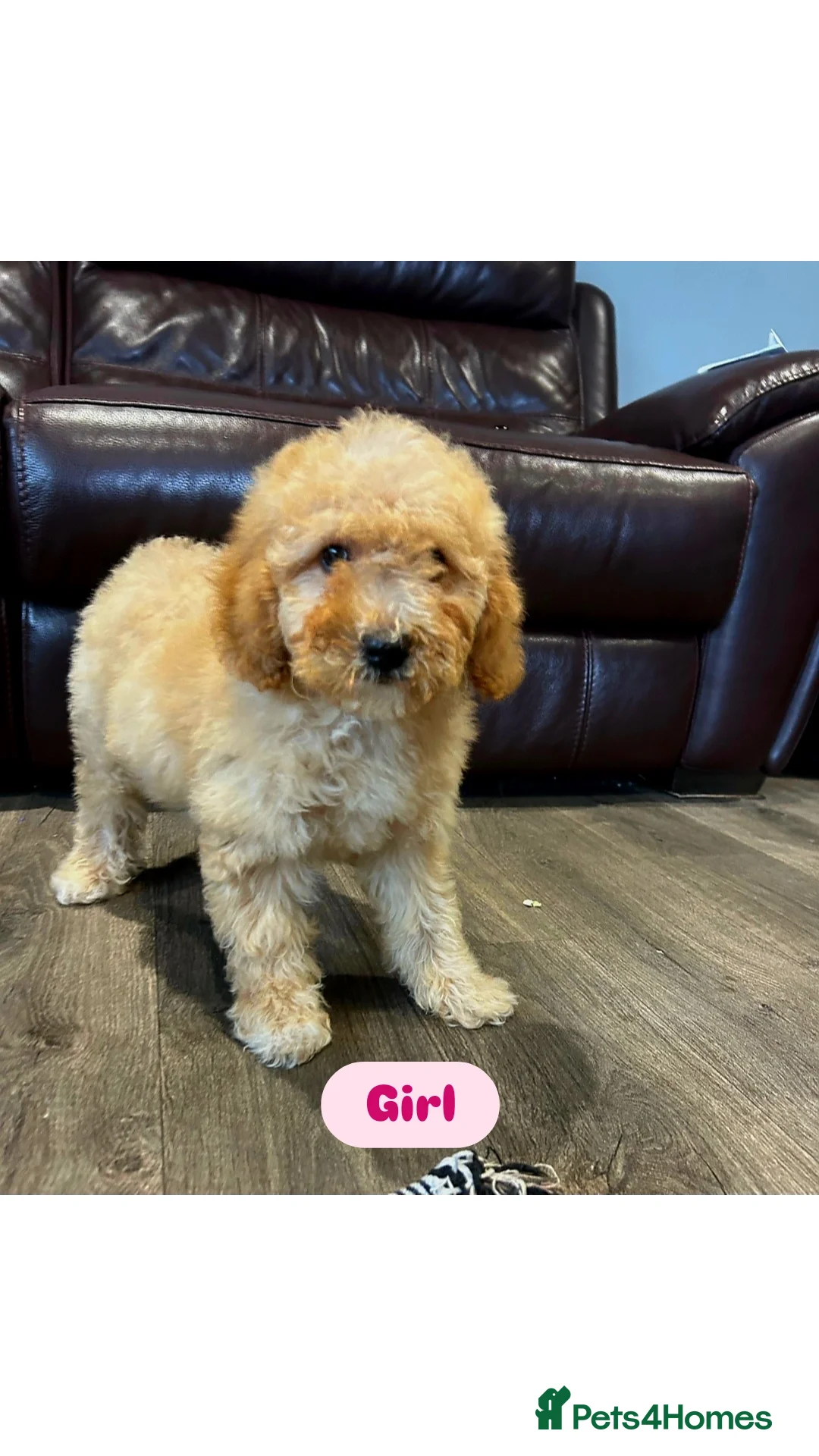 Cavapoo dogs for sale: Adorable Cavapoos ready for their new families 🐾 - Image 10