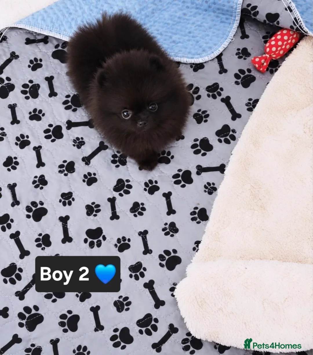 Pomeranian dogs for sale: NEW PICS TOP QUALITY 2 💙 1 🩷 left 30+🏆in lines - Advert 2
