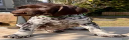 German Shorthaired Pointer dogs for sale: Healthy,Happy KC Registered GSP pups.  - Advert 23