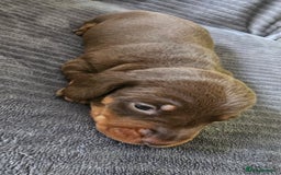 Dachshund dogs for sale: Stunning KC Registered Dachshund Puppies - Image 8