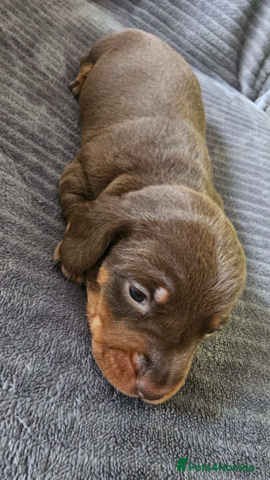 Dachshund dogs for sale: Stunning KC Registered Dachshund Puppies - Image 8