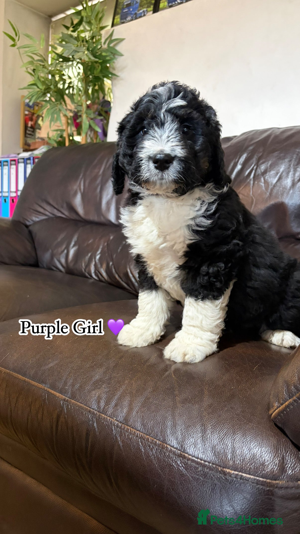 Bernedoodle dogs 💙 Chunky Bernedoodles with TRI🩷 - Advert 4