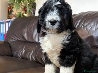 Bernedoodle dogs 💙 Chunky Bernedoodles with TRI🩷 - Advert 4
