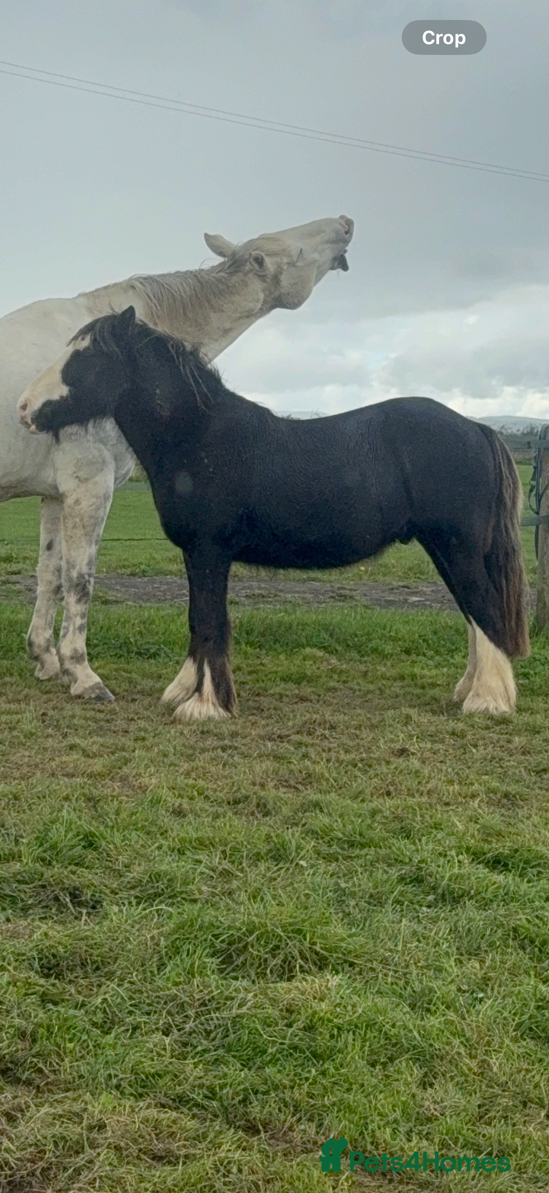 Irish Cob horses for sale: 3 year old cob Milton for sale  - Image 3