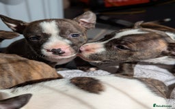English Bull Terrier dogs for sale: English bull terrier cross staffys - Image 15