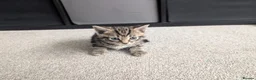 Mixed Breed cats for sale: Scottish straight, turquoise shell adorable 🥰  - Advert 9