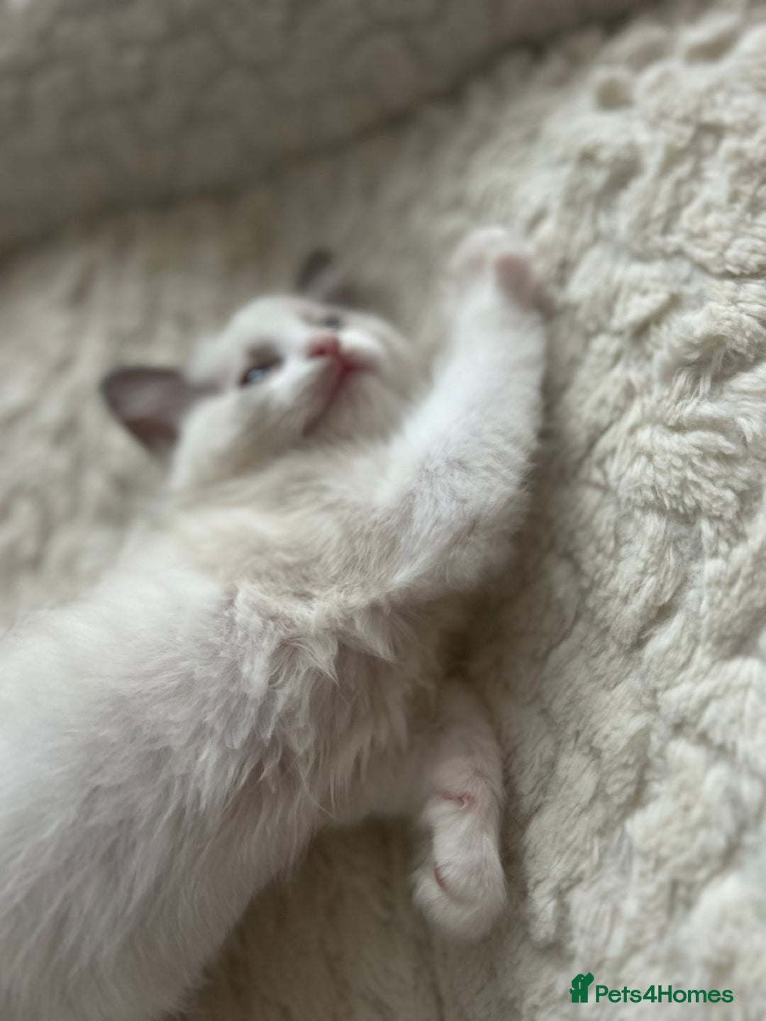 Ragdoll cats for sale: 5 Pure Ragdoll kittens - All Females -Pickup Ready - Image 11