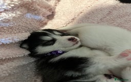Pomsky dogs for sale: F4 beautiful puppy pomskie blue eyes - Image 36