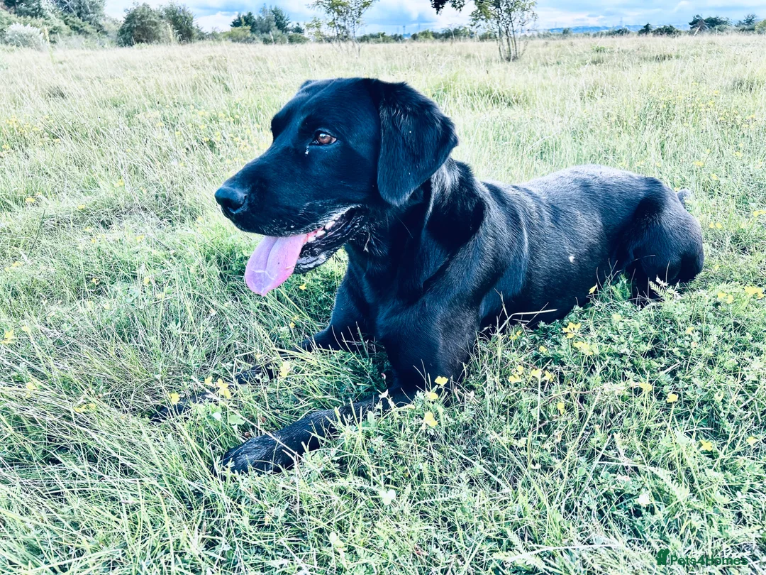 Labrador Retriever dogs for stud: This is Rex. KC registered chunky boy  - Advert 1