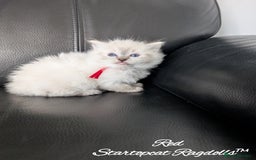 Ragdoll cats for sale: GCCF Pedigree Ragdoll Kittens Champion Lines - Image 20