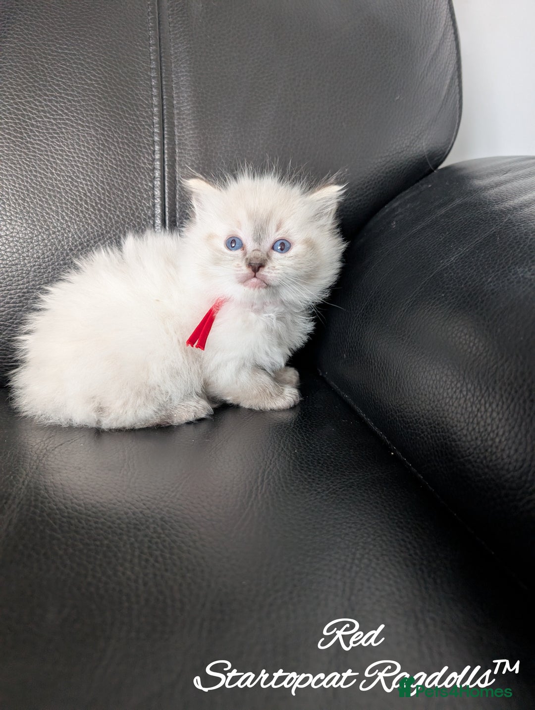 Ragdoll cats for sale: GCCF Pedigree Ragdoll Kittens Champion Lines - Image 20