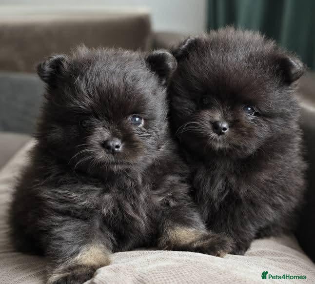 Pomeranian dogs Kennel Club Registered Pomeranian Puppies - Advert 6