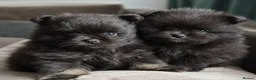 Pomeranian dogs for sale: Kennel Club Registered Pomeranian Puppies - Advert 5