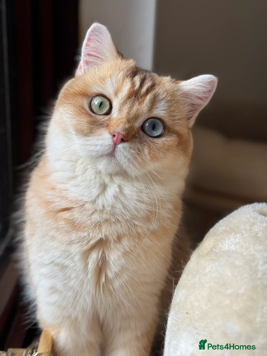 British Shorthair cats for sale: GCCF reg BSH Last Black Golden Female Kitten - Advert 10