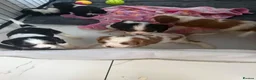 Cavalier King Charles Spaniel dogs for sale: 🐶Kc cavalier dna clear puppies 🐶4 boys left - Advert 14