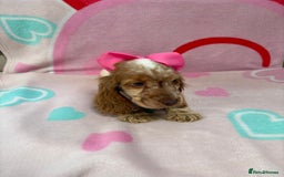 Cocker Spaniel dogs for sale: Cocker spaniel puppy - Image 2