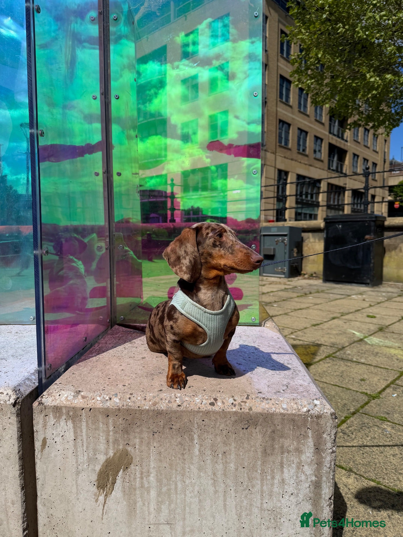 Dachshund dogs Dapple Daschund - Advert 1