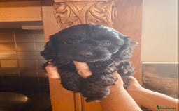 Cavapoo dogs for sale: F1 boys, licensed breeder, health tested parents - Image 10