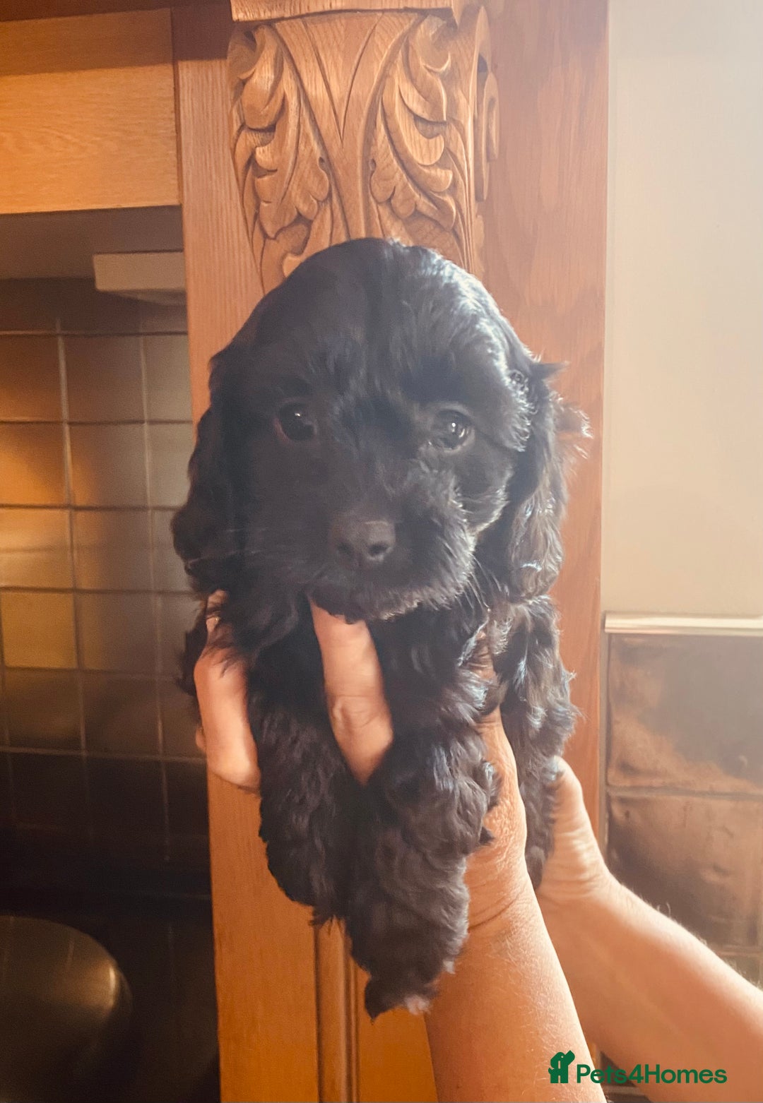 Cavapoo dogs for sale: F1 boys, licensed breeder, health tested parents - Image 10